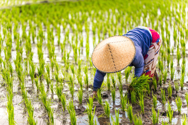 istock Indonesian woman on the rice field 1001919002