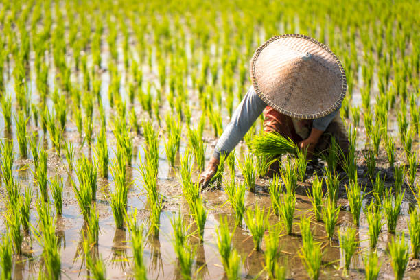 istock Indonesian woman on the rice field 1001919008