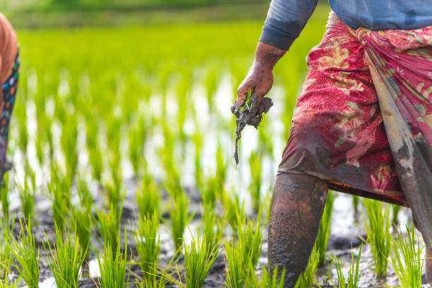 istock Indonesian woman on the rice field 1001919016