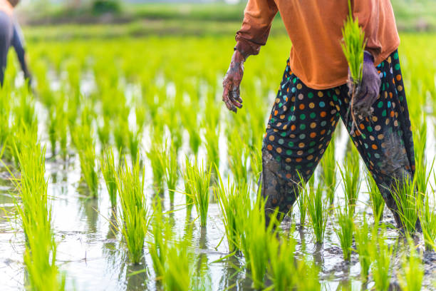 istock Indonesian woman on the rice field 1001919022