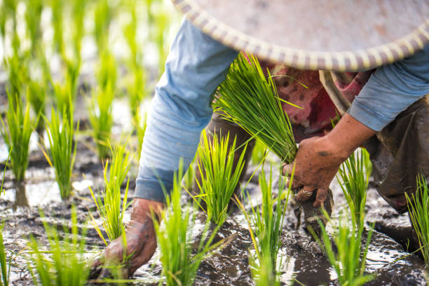 istock Indonesian woman on the rice field 1001919030