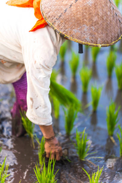 istock Indonesian woman on the rice field 1001919342