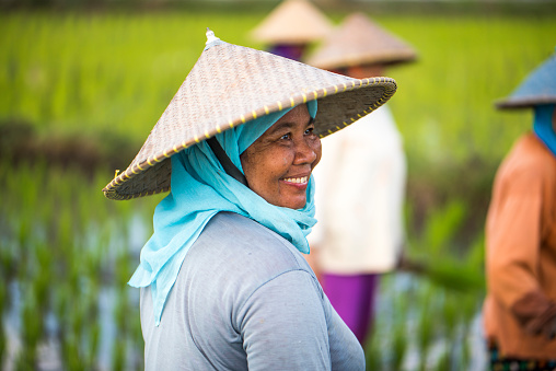 Indonesian women on the rice field.