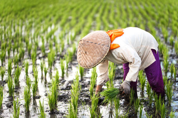 istock Indonesian woman on the rice field 1001919764