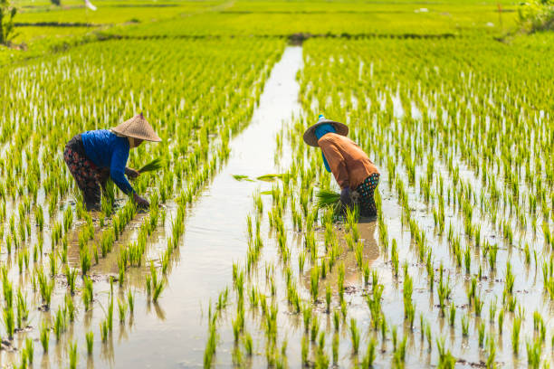 istock Indonesian women on the rice field 1001920798