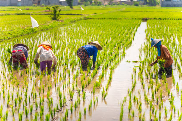 istock Indonesian women on the rice field 1001921098