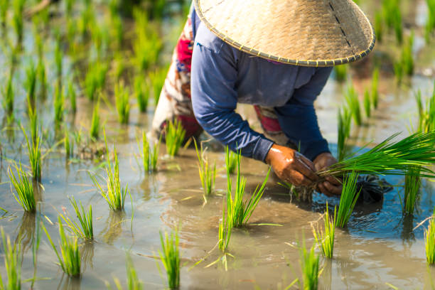 mujer de indonesia en el campo del arroz - west nusa tenggara fotografías e imágenes de stock
