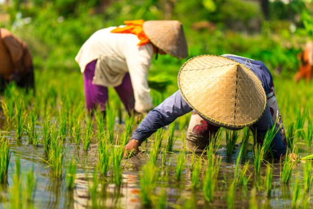 istock Indonesian women on the rice field 1001921112