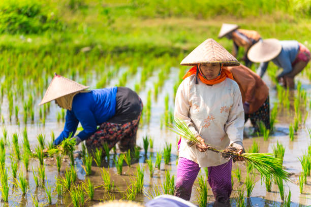 istock Indonesian women on the rice field 1001921114