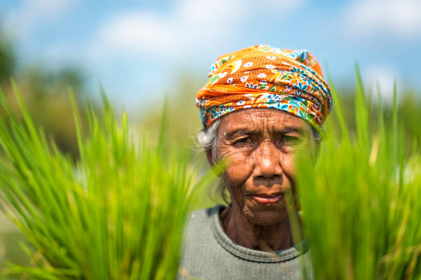 istock Indonesian woman on the rice field 1001921150