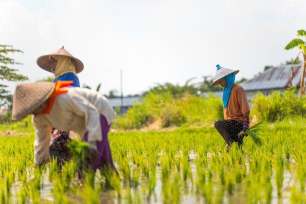 istock Indonesian women on the rice field 1001921190