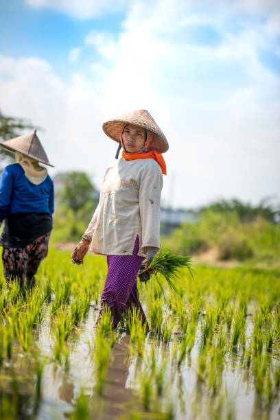 istock Indonesian women on the rice field 1001921202