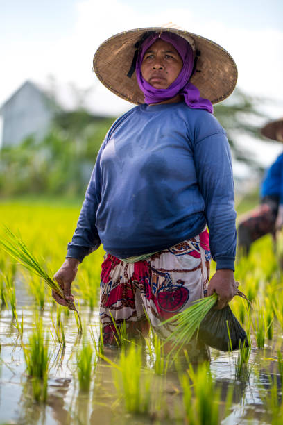 istock Indonesian woman on the rice field 1001921204