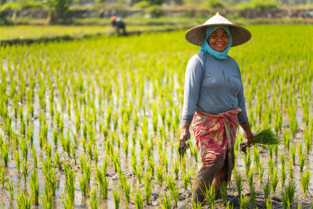 istock Indonesian woman on the rice field 1001921236