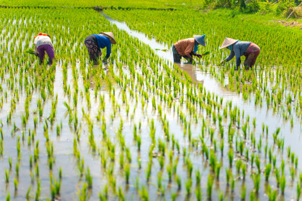 istock Indonesian women on the rice field 1001921238