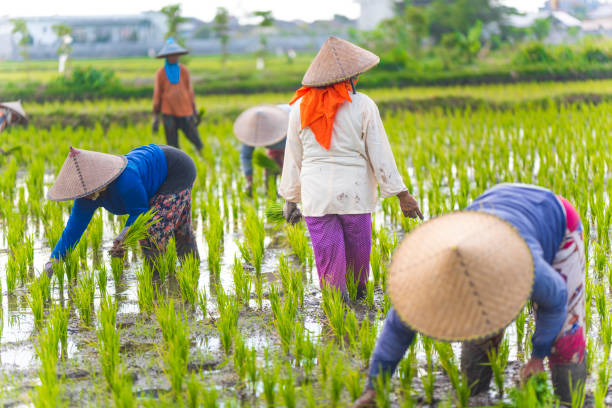 istock Indonesian women on the rice field 1001921242