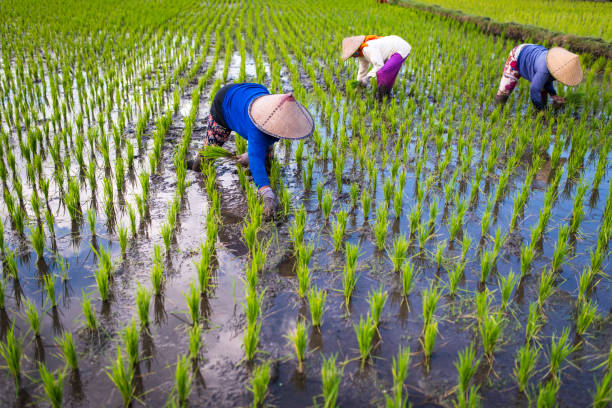 istock Indonesian women on the rice field 1001921252