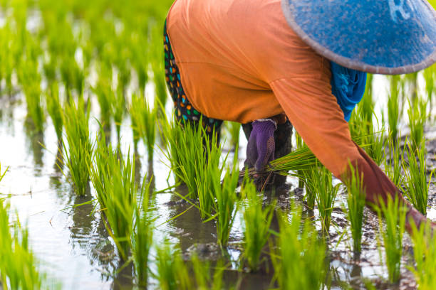 istock Indonesian woman on the rice field 1001921254