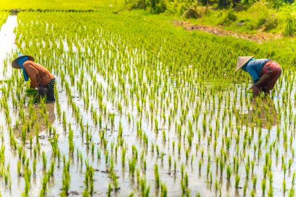 istock Indonesian women on the rice field 1001921260