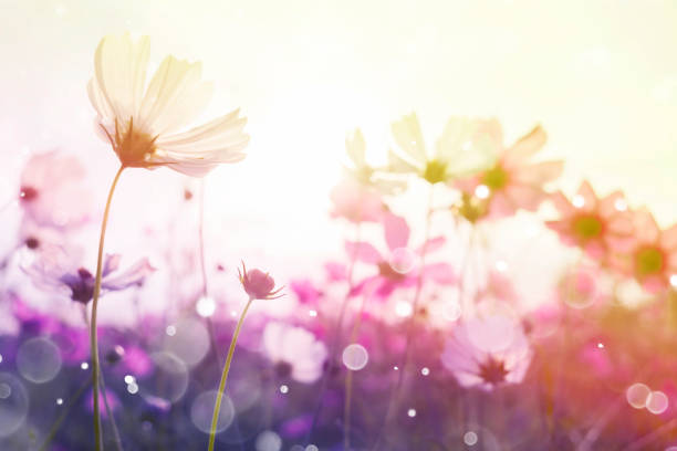 istock Cosmos flower with bokeh at sunrise morning. 1001927820