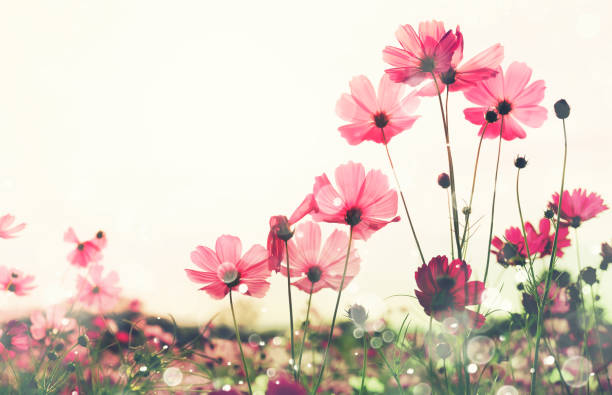istock Cosmos flower with bokeh at sunrise morning. 1001927828