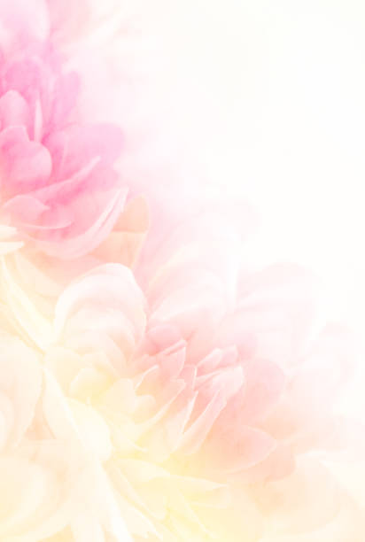 istock Blurry of flower on mulberry paper with copy space for backgorund. 1001927864