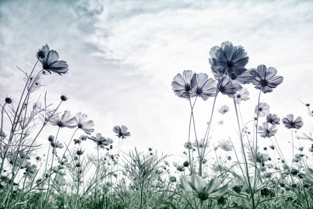istock Cosmos flower on pastel tone color style for background. 1001927898