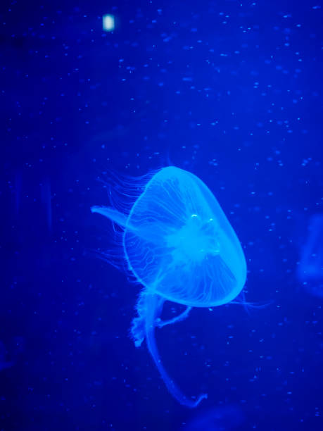 istock Jellyfish in the blue light 1001927914