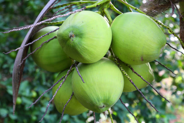istock Close up coconut fruits on tree. 1001932662