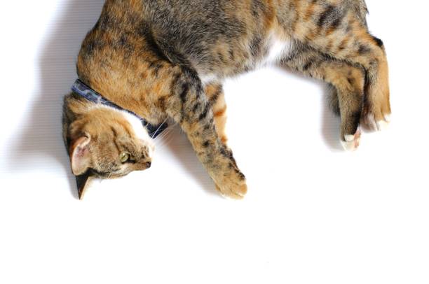 istock Playful brown color domestic cat. 1001933020