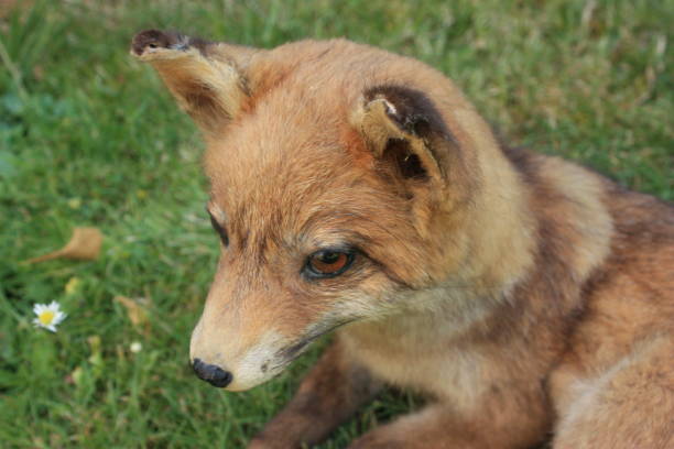 istock Burden in a field   taxidermy 1001948288