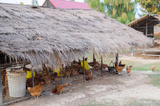 istock indoors and outdoors chicken farm,Free range chicken 1001948358