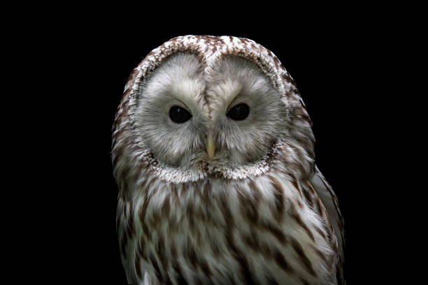 istock Ural owl (Strix uralensis). Nocturnal owl on black background 1001948444