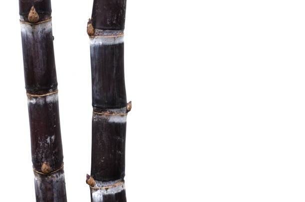Black color sweet Sugar cane tree isolated on white background with space for text.