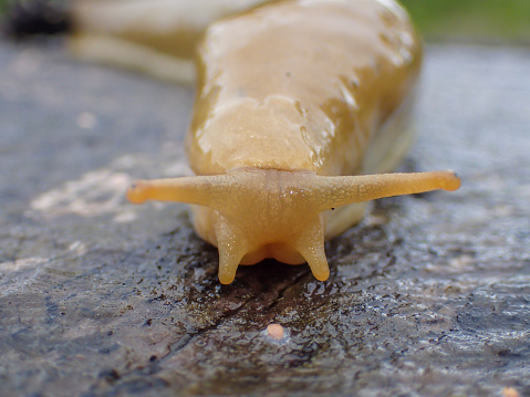 A close up of a yellow slug, limacus flavus, on a wet tree stump in Warrenton, Oregon.