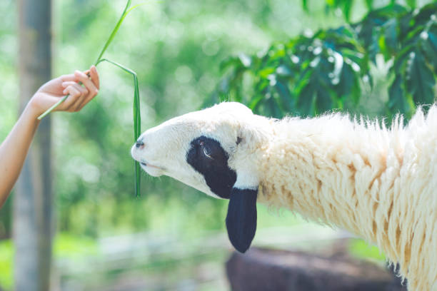 istock Sheep eating food from hands. 1001953018