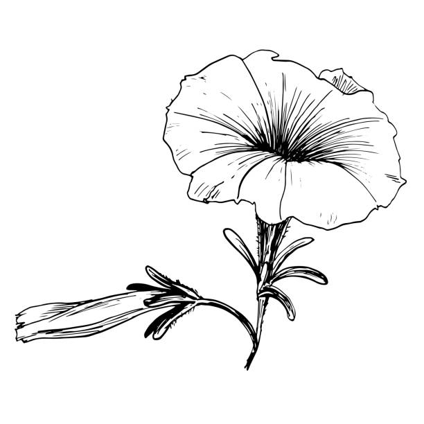 kwiat pomalowany ręcznie tuszem i długopisem. obraz wektorowy. loach. - gladiolus flower beauty in nature white background stock illustrations