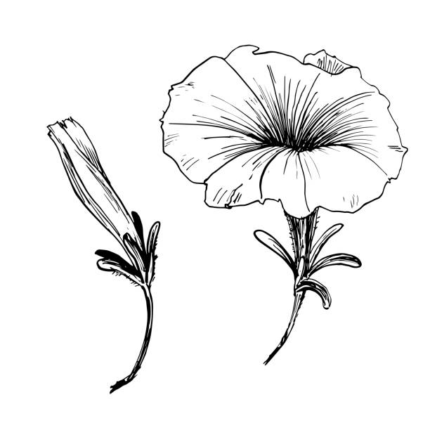 illustrations, cliparts, dessins animés et icônes de une fleur peinte à la main à l’encre et une plume. image vectorielle. loach. - gladiolus flower beauty in nature white background