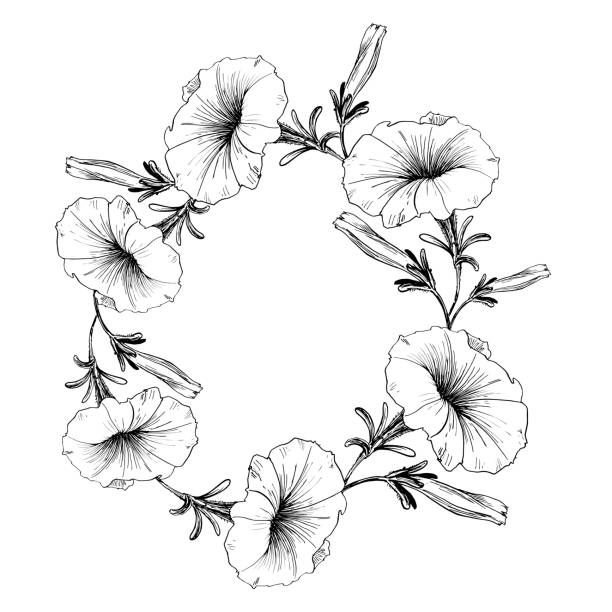 illustrations, cliparts, dessins animés et icônes de une fleur peinte à la main à l’encre et une plume. image vectorielle. loach. - gladiolus flower beauty in nature white background