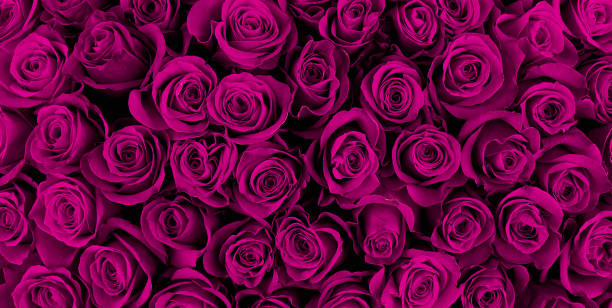 istock Beautiful purple roses, floral background 1001958758