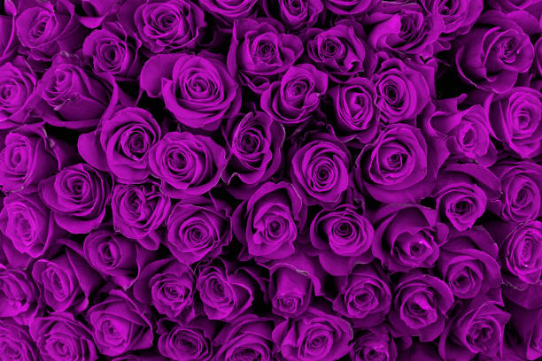 istock Beautiful violet roses, floral background 1001958782