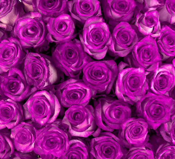 istock Beautiful violet roses, floral background 1001958848