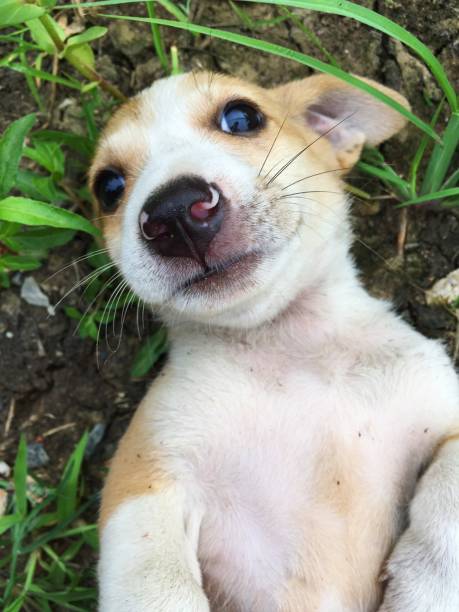 istock cute baby dog on the ground 1001964064