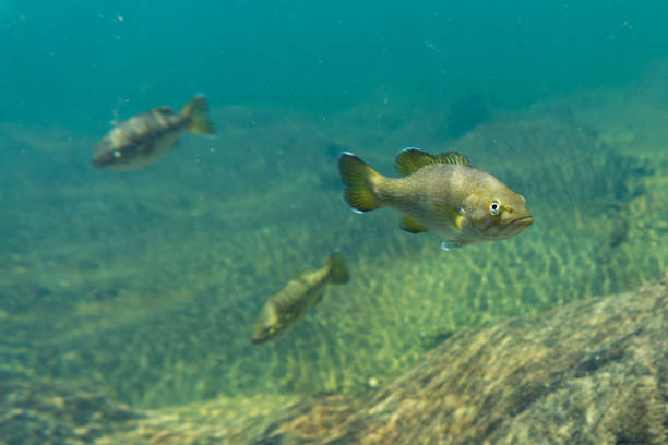 smallmouth bass underwater stock photo
