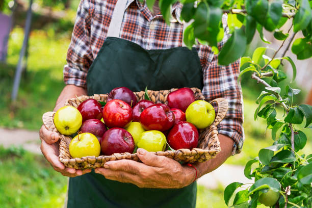 istock Mature farmer holding basket with apples 1001966864