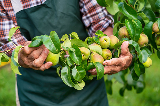 Mature farmer holding branch with pears