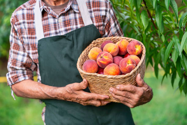 istock Mature farmer holding basket with peaches 1001966870