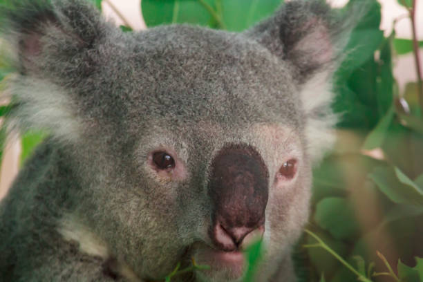 コアラの目。 - koala australia sydney australia animal ストックフォトと画像