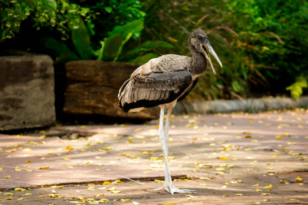 Mycteria leucocephala is in the zoo. The size is about 40 inches.