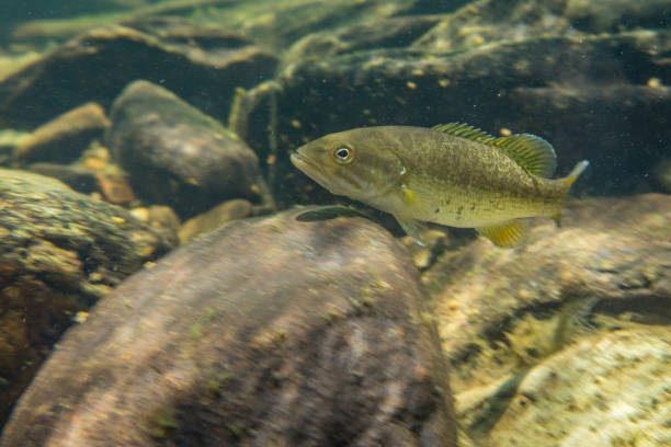 istock smallmouth bass underwater 1001969258